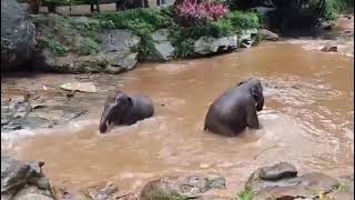 Auang Kham And Rung Fah, Running Away From Kwan, Come To Play In The Morning Water