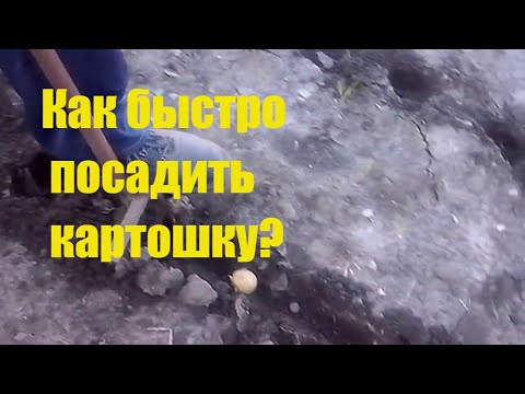 4 эффективных способа ускорить процесс для тех, кто отправляется на посадку картофеля