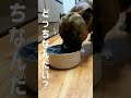 豪快に水を飲んでる様に見える愛犬www #shorts
