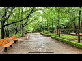 [4K] Walk on a Rainy Afternoon at Dodang Arboretum Korea Binaural Sounds Relaxing Ambience ASMR