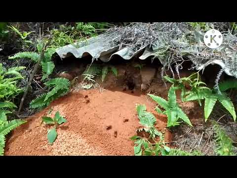 Video tổ ong dế bị đánh thuốc - youtube