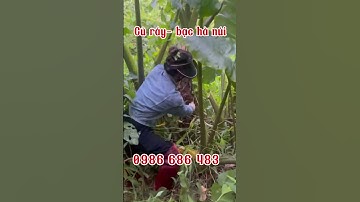 🍠Củ ráy ( bạc hà núi ) hỗ trợ điều trị xương khớp, hỗ trợ u bướu ung thư #curay #bachanui