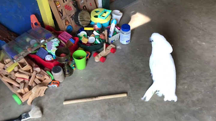 Sunday morning with my cockatoo - filling the fountain so he can have a drink