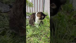 khazz cat  catlover kitty