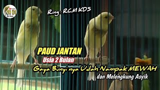 KENARI PAUD JANTAN 2 bulan || Latihan bunyi || Ring RCM KDS