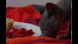CAT TRAFFIC B Sides