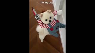 Dogs Dressed Up In Costumes VERY FUNNY tik tok  alex wan685