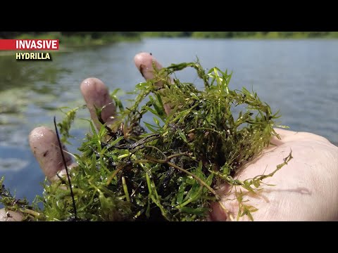 Video: Hydrilla өсүмдүк маалыматы - Hydrilla өсүмдүктүн отоо чөптөрүн кантип жок кылууну үйрөнүңүз