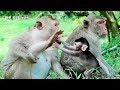 June Loves New Baby Monkey Tarzanna