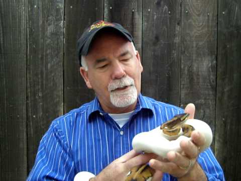rat snakes in alabama Brian Gundy From For Goodness Snakes With His Pieds
