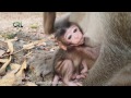 Life of monkeys Ep128