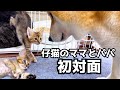【子猫と柴犬】子猫の状況に合わせて対応を変えていく柴犬が優しすぎました