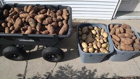 Potato Harvest with King Kutter Middle Buster and Kubota L5240