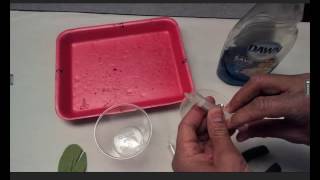 Photosynthesis (Floating Leaf Discs): Directions