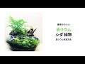 苔リウム 簡単かわいい シダ植物編