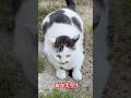 びびのダッシュ💨動画です。ヒバリの鳴き声が聞こえてます。 この後ちょぱもダッシュしてます💨#びびちょぱ #びび #猫ダッシュ#ねこ #保護猫 #catsdash #cats #猫のいる暮らし