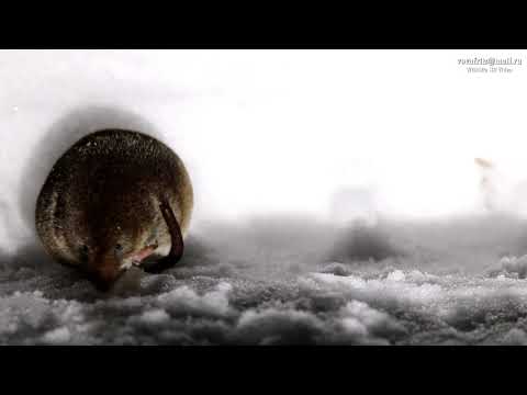 Бурозубка обыкновенная (sorex araneus) common shrew