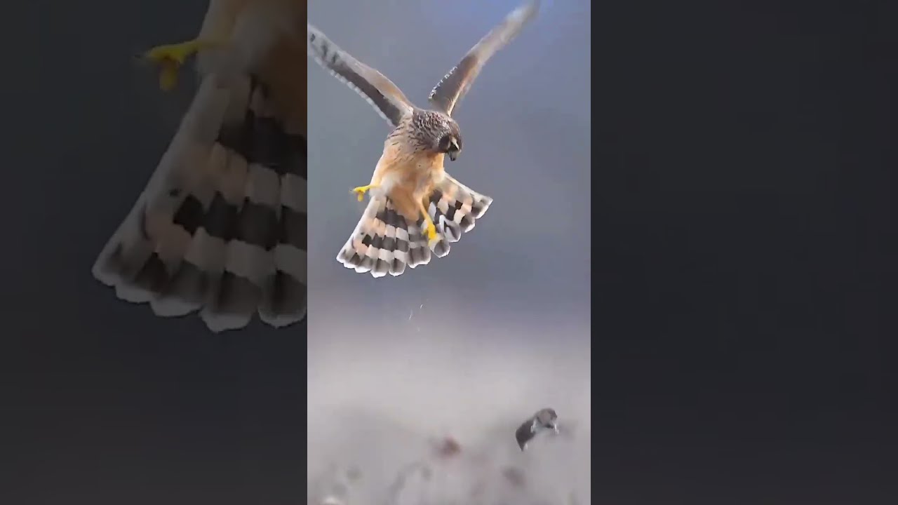 Why Hummingbirds Are The Only Birds That Can Fly Backward Amazing Science Facts Shorts
