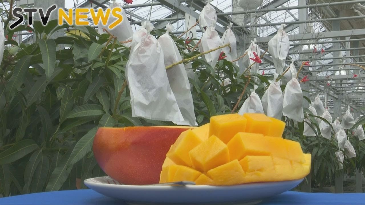 完熟ジューシー】天候に恵まれ糖度高く 北海道・浦臼町でマンゴーの