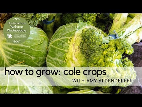 Video: Cole Crop Fusarium Yellows Info - Erkennung von Fusarium Yellows in Cole Crops