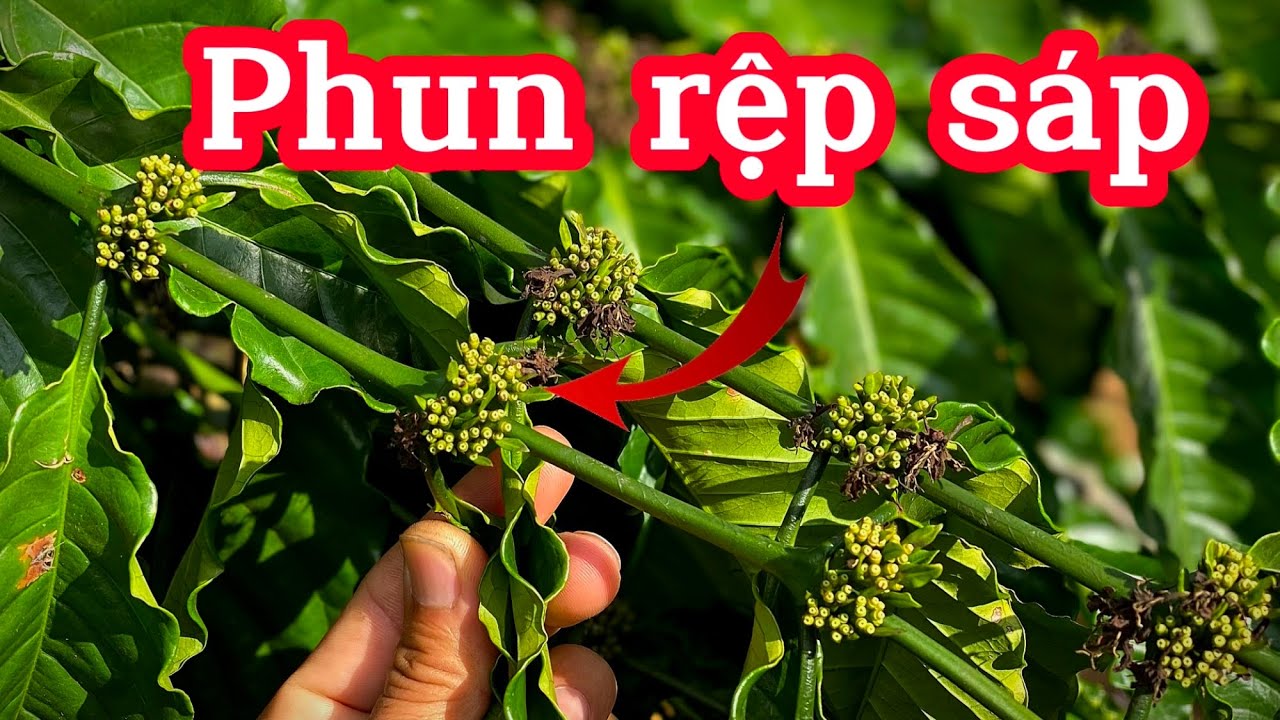 Phun phòng rệp sáp, mọt đục cành cho cây cà phê.