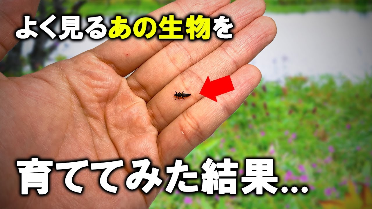 この謎の生物は10日後に「あの生物」になります