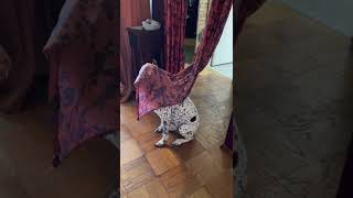 Dog Got Caught in the Curtain and Just Decided to Sit and Let It Stay On Top of His Face