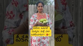 పీకేసిన టమాటో మొక్కను మళ్లీ ఎలా బతికించాను?” 🍅🌱