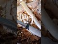 Puinen veitsi✨ #puunveisto #aloittelija #puu #puuveitsi #woodcarving #beginner #wood #woodknife