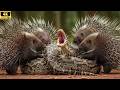 The Strangler vs. the Thorn Fortress – Python or Hedgehog: Who Will Win?