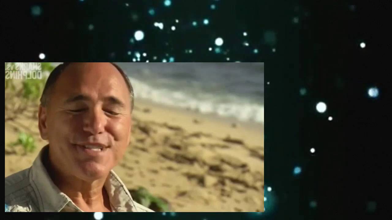 Shark Week 2016 Sharks vs Dolphins Face Off