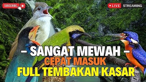 MASTERAN IDAMAN JURI!! CUNGKOK KUNTI SAMBUNG TEMBAKAN PELATUK SAMPIT - JERITAN KINOI DAN PIJANTUNG