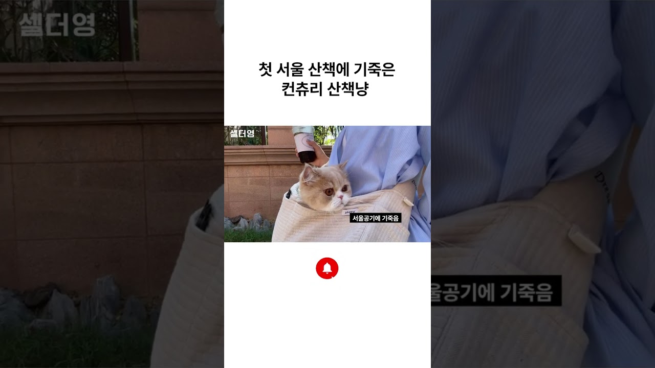 [Сэлдэёон Эмнэлэг] Сөүлийн уур амьсгалд айчихсан гадуур явдаг муурыг анх удаа харж байна уу!?