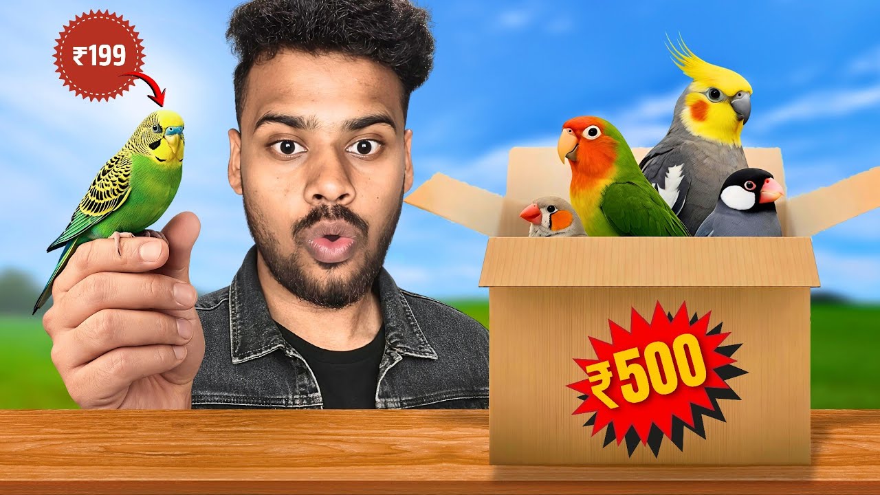 Top 5 Cheapest Exotic Birds | Starting Price ₹200/- Rupees Only | Pet's & Chottu 