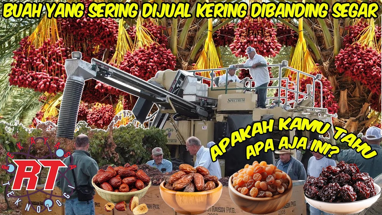 BEGINI TEKNOLOGI DI BALIK PERTANIAN DAN PRODUKSI BUAH BUAH YANG BIASA DIKERINGKAN SEBELUM DIJUAL