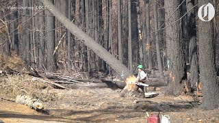 Crews remove hazardous trees on OR 224 near Estacada