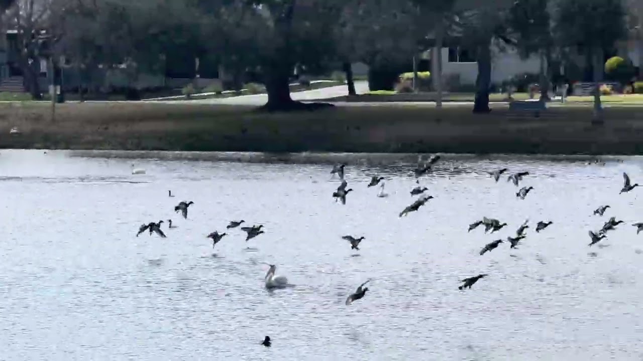 We are watching white pelicans — it’s amazing 🥰