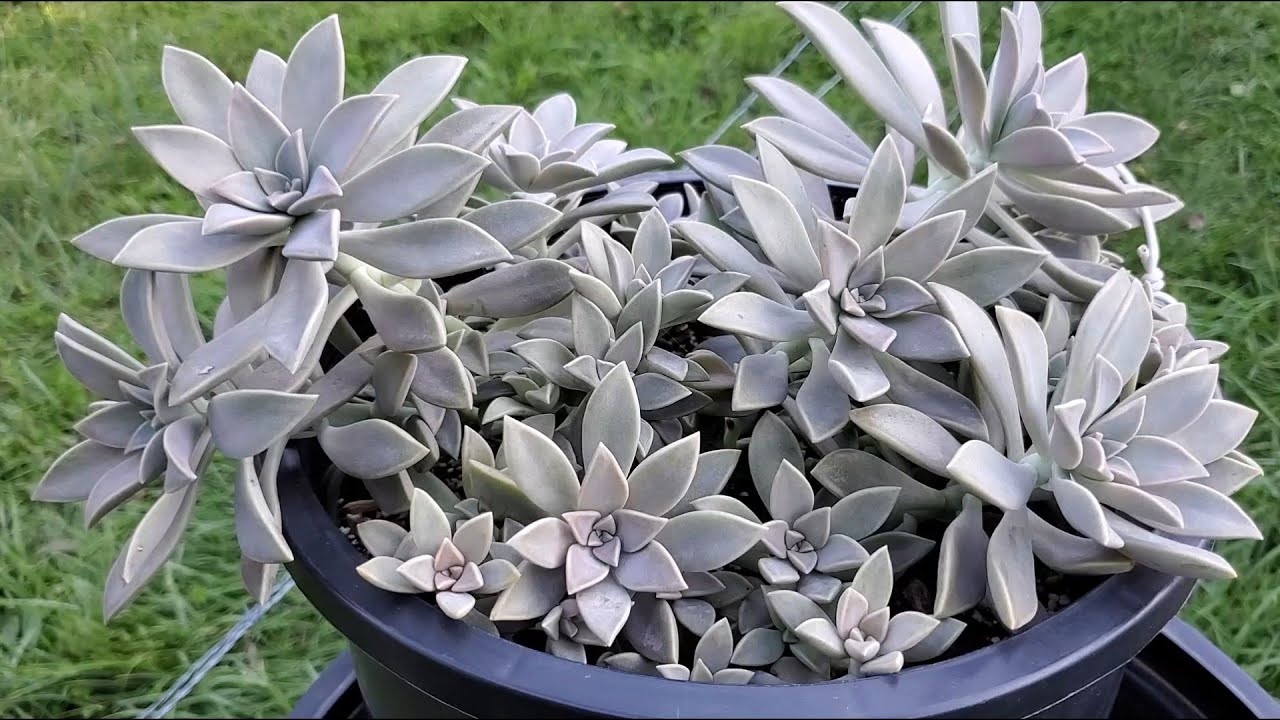 La protagonista del día GRAPTOPETALUM PARAGUAYENSE * COMO cuidarla, FACIL/Taking Care Of Succulents