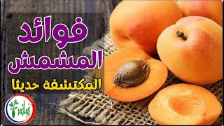 فوائد المشمش المكتشفة حديثا 👈 تناولوا المشمش كل يوم اذا كنتم تعانون من هذه المشاكل الصحية