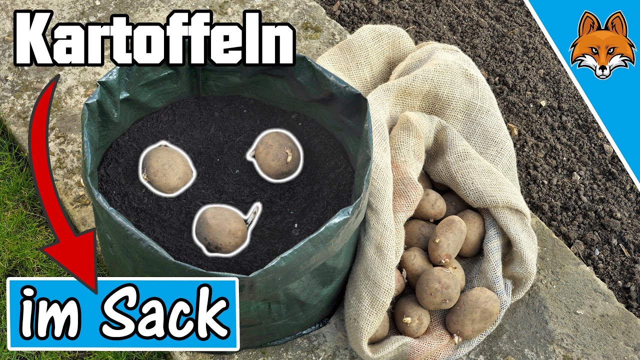 Kartoffeln anbauen im Sack oder Topf - Einfache Anleitung
