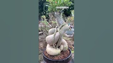 cây hoa sứ giá 23 tỷ độc lạ