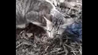 Mayanievha Cerowok Cat - Kat .3gp