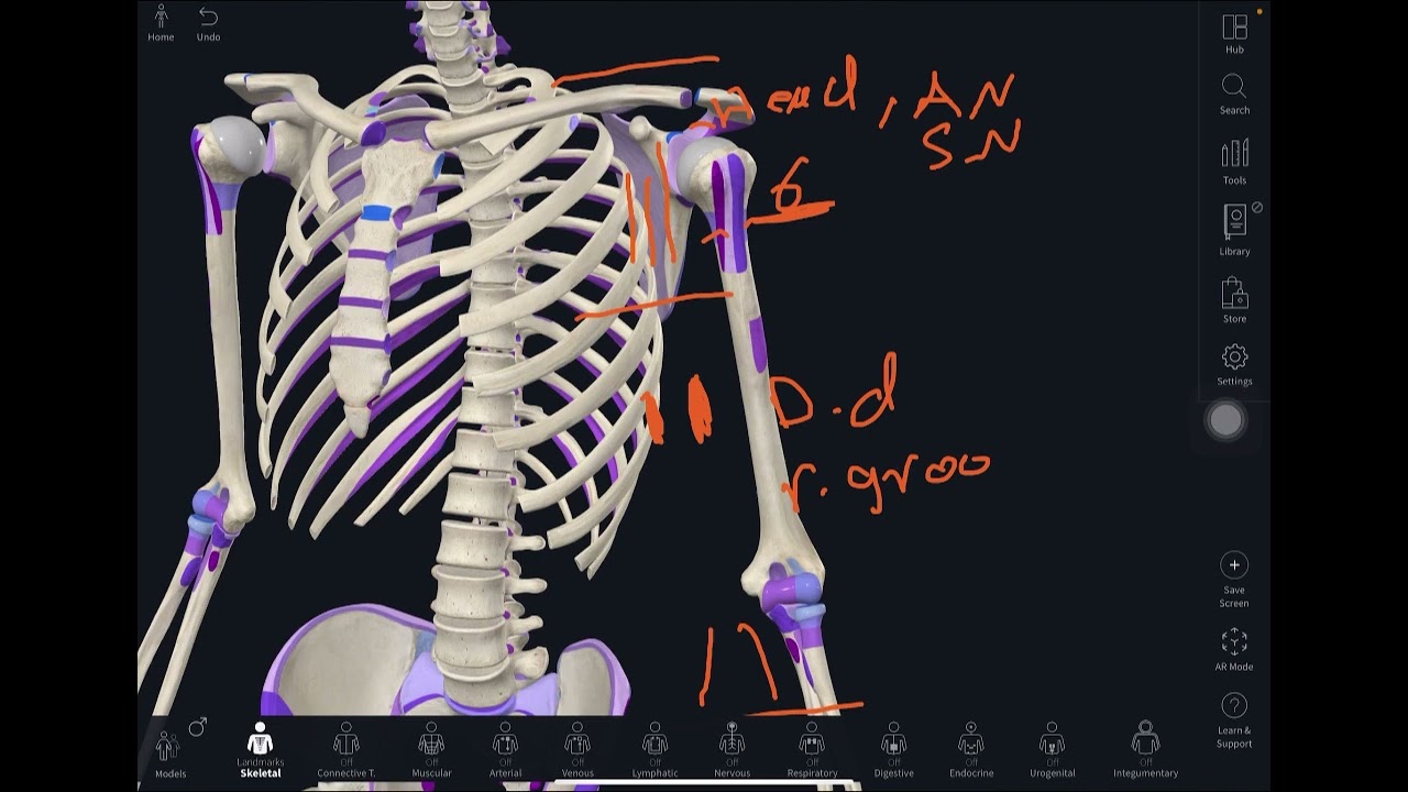 Humerus Bone osteology  تشريح بالعربي