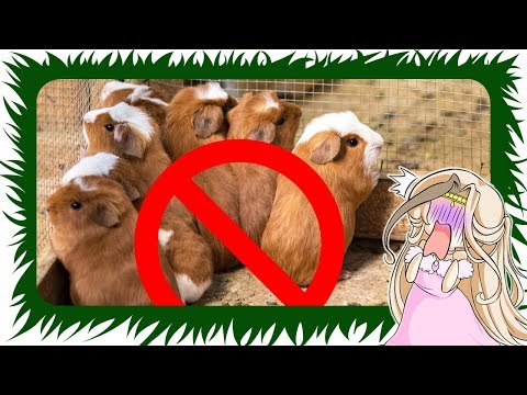 Video: 5 Dinge, Die Sie Brauchen, Um Ihr Haustier Meerschweinchen Gesünder Und Glücklicher Zu Machen