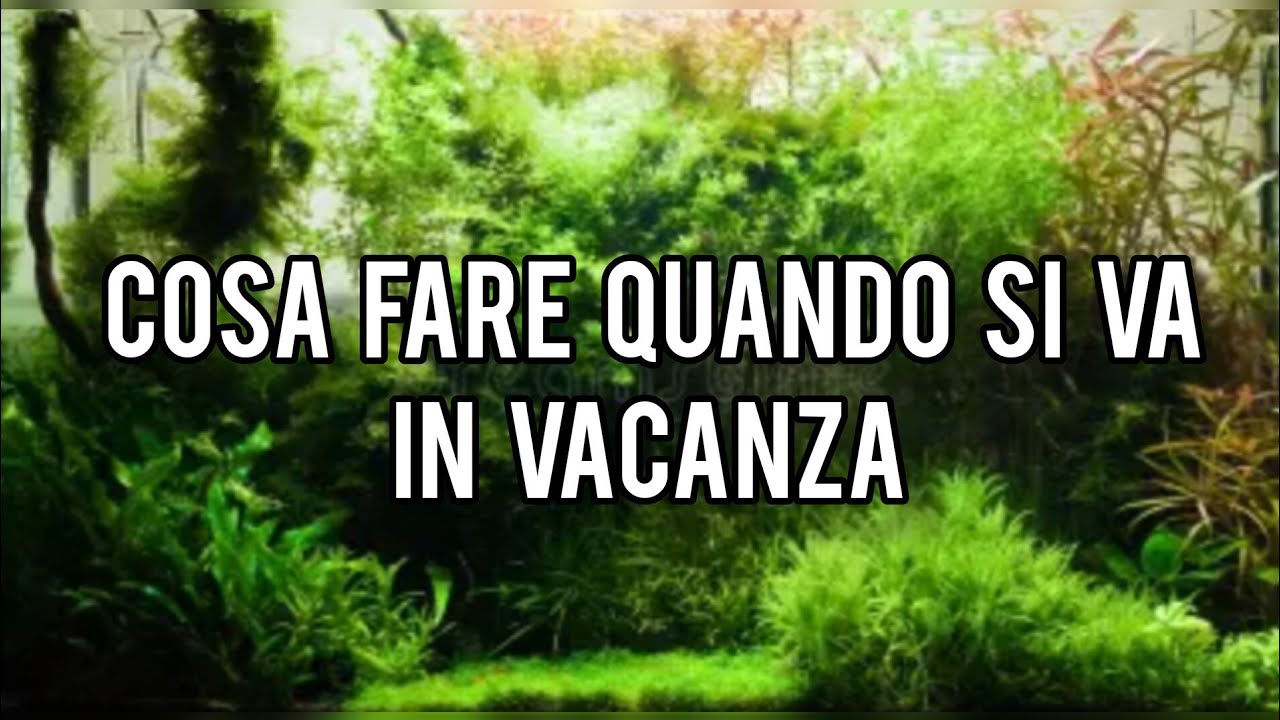 Quanti Giorni Di Assenza Si Possono Fare Cosa fare quando si va in vacanza? Come si gestisce un acquario nei