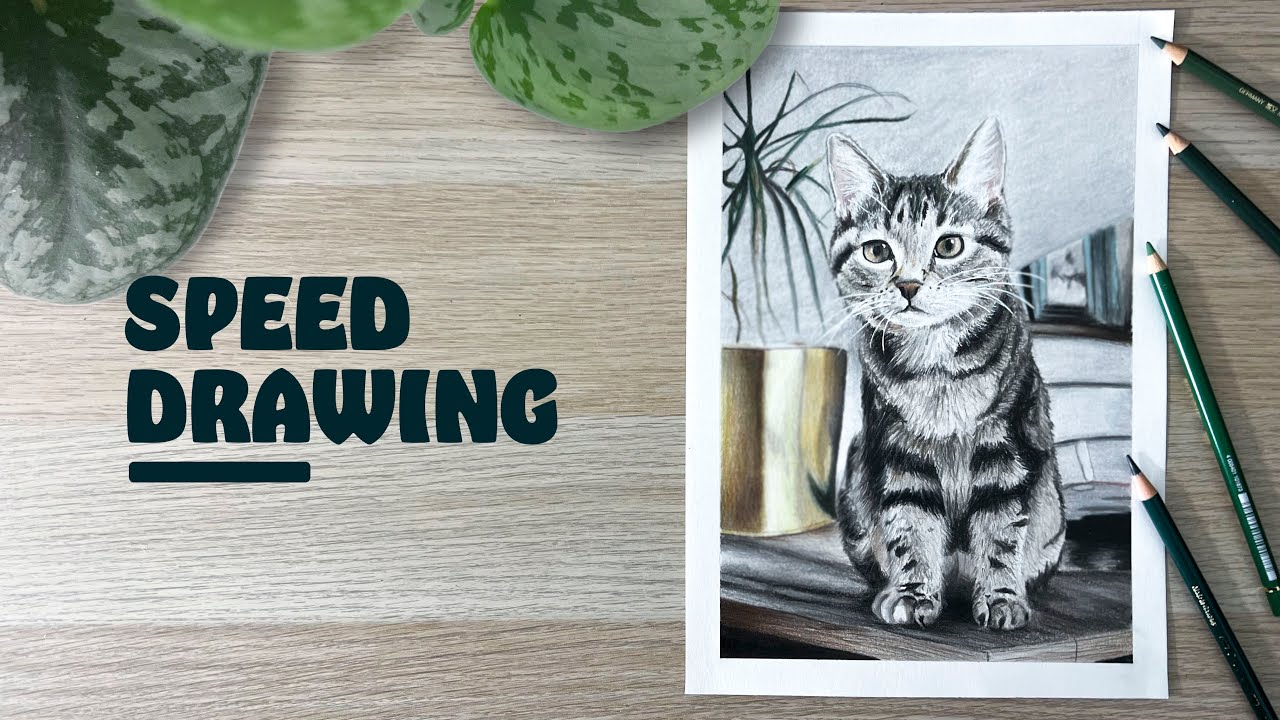 Dessin réaliste d'un chat au crayon de couleur - YouTube