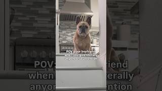 Giving someone else attention in front of a clingy dog is always a mistake. #frenchie #DogParents