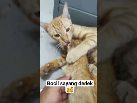 Bocil sayang dedek🥰 #kucing #simeong #cat #simeonk #kucinglucu #meong #catlover @MasWardoyo23