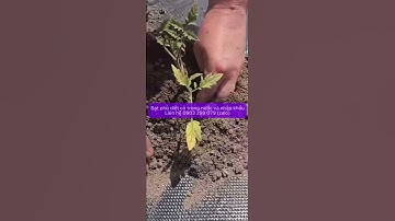 Cách đụt lỗ bạt phủ diệt cỏ dại #batphudietco #codai  #baovemoitruong