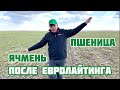 Озимый ячмень после Евролайтинга | Начинаем наблюдение